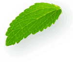 single leaf