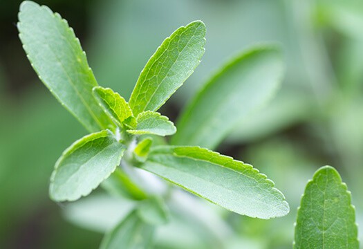 Stevia Leaf